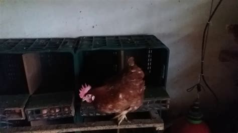 Como hacer un Ponedero para gallinas, recolector de huevo ...
