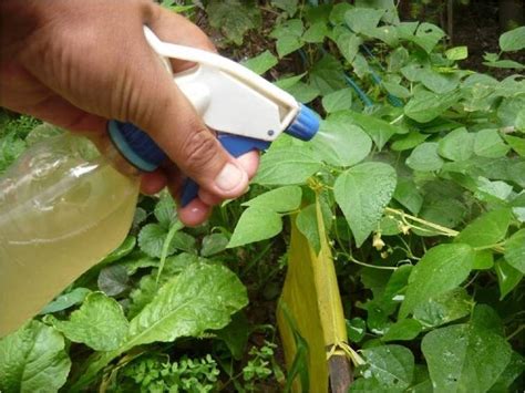 Cómo hacer un repelente, insecticida y fungicida casero | Bioguia en ...
