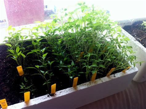 Cómo hacer un semillero de tomates, pimientos y berenjenas | Plantas