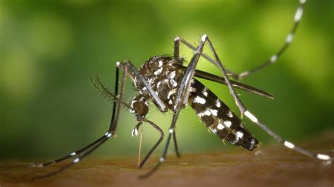 Cómo identificar al mosquito tigre, el insecto que ...