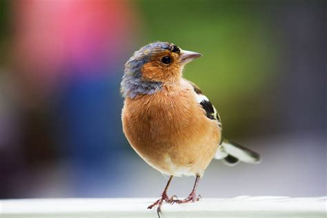 ¿Cómo identificar aves? 5 sencillos pasos