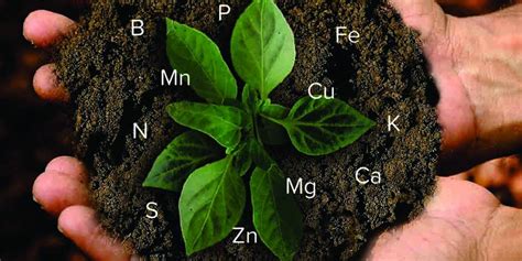 Cómo identificar la carencia de nutrientes en las plantas ...