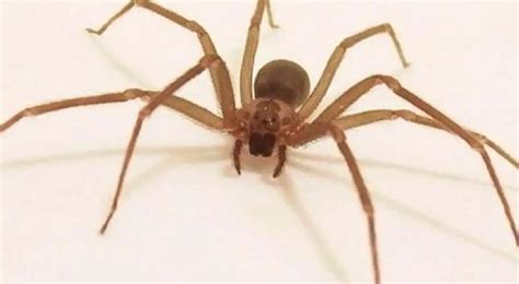 ¿Cómo identificar una araña venenosa? | Tiempo