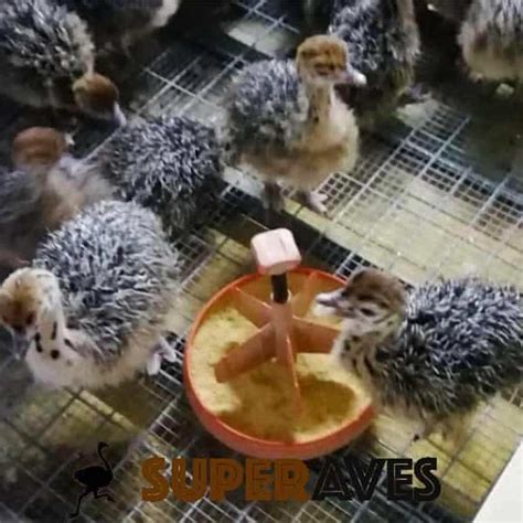 Como incubar huevos de avestruz 磊【SUPERAVES】