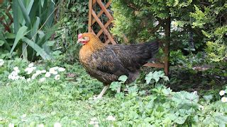 Cómo iniciar en la cría de gallinas ponedoras | Guia Mascotas
