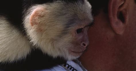 Cómo investigar las leyes sobre tener monos como mascotas ...