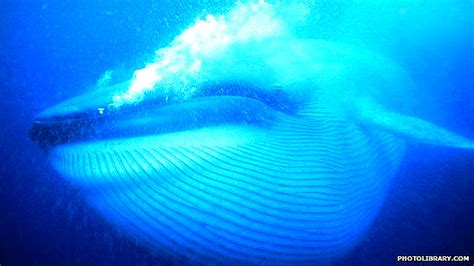 Cómo las ballenas abren sus bocas gigantescas | Desde el ...