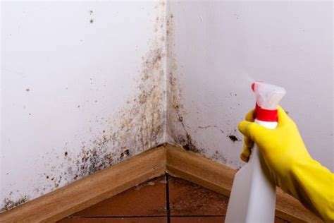 Cómo limpiar moho en paredes para que queden relucientes