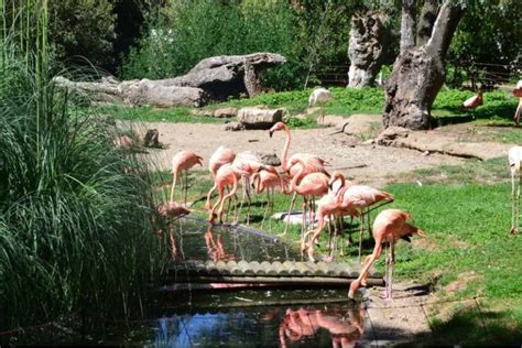 Como llegar al Zoo de Madrid | OgoTours