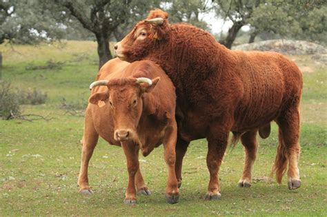¿Cómo manejar el ganado en celo? en la etapa inicial sexual