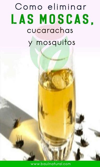 Cómo matar las moscas, mosquitos y cucarachas de tu casa en solo 2 ...