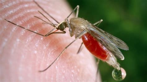 Como matar mosquitos de fruta | Actualizado junio 2022