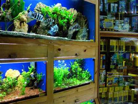 Cómo montar una tienda de peces ornamentales
