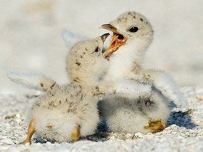 ¿Cómo Nacen las Aves y Como Paren?  【Queanimal.com】