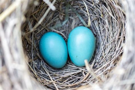 ¿Cómo nacen los pájaros?   Mundo Mascota