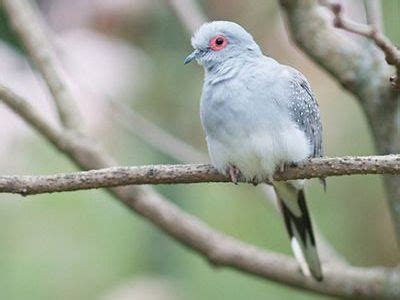 ¿Cómo Nacen los Pájaros?  【¿Como es que paren?】