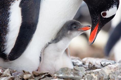 ¿Cómo NACEN los Pingüinos?   VÍDEO de Nacimiento ...