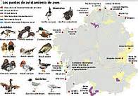 Cómo observar aves en Galicia