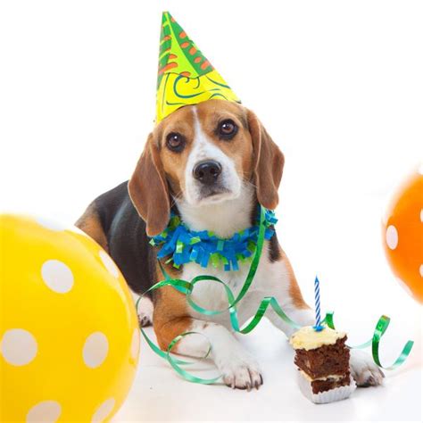 Cómo organizar una fiesta de cumpleaños para tu perro