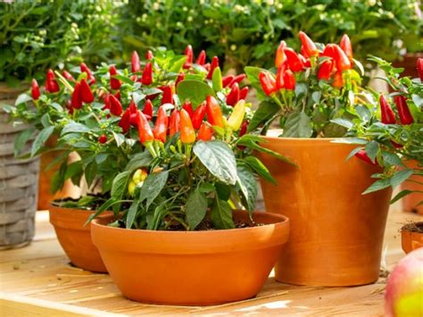 Cómo plantar chile en una maceta en tu casa | Actitudfem