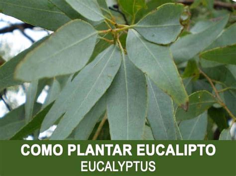 como plantar eucalipto   Como Plantar