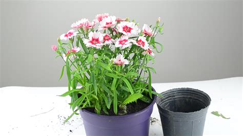 Como Plantar Flores: 13 Passos  com Imagens    wikiHow