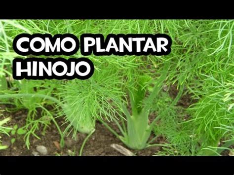 Como Plantar Hinojo | Plantas Medicinales   YouTube