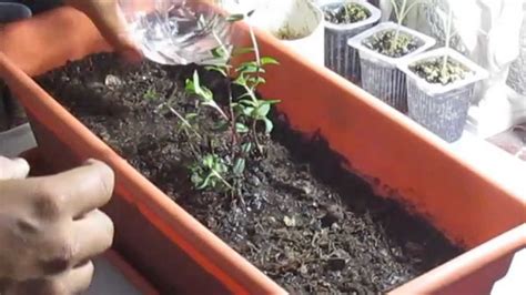 Como Plantar Menta  En maceta  || México Verde   YouTube