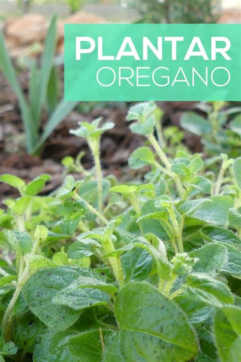 Como Plantar Orégano | Plantas aromaticas y medicinales, Cultivo de ...