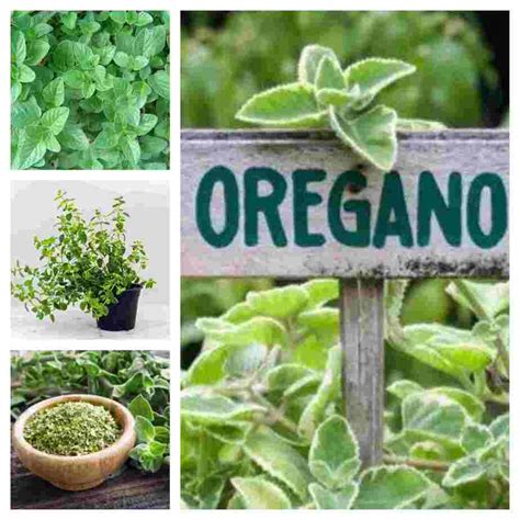 ¿Cómo plantar Orégano?   Ecocosas