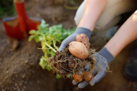 Como Plantar Patatas   Sembrar papas en tu huerto en 7 rápidos pasos