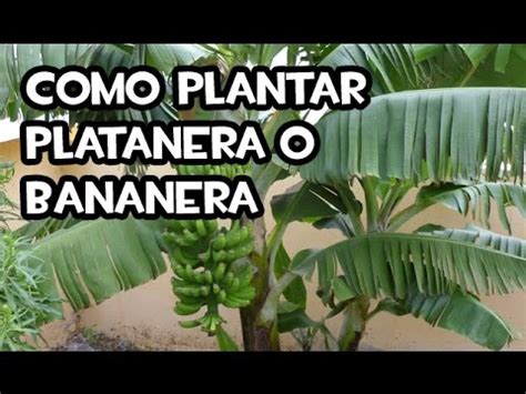 Como plantar Platanera o Bananera | Huerto Ecológico   YouTube