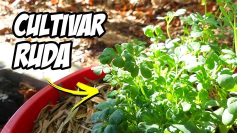 Como Plantar RUDA En Maceta  ¡EL MEJOR MÉTODO! | La Huerta de Ivan en ...