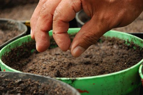 Cómo plantar semillas en una maceta | Jardineria On