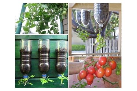Como plantar tomate em garrafa pet Encontramos a solução perfeita para ...