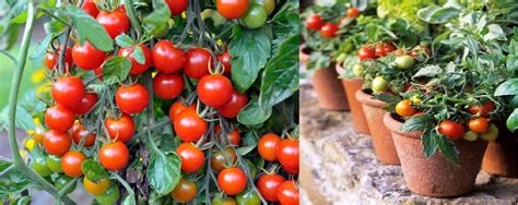 ¿Cómo plantar tomates cereza en macetas? aprende paso a paso