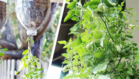 Cómo plantar tomates en botellas colgantes   La Huerta de Ivan