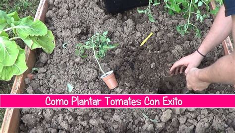 Como Plantar Tomates En El Huerto   La Huertina De Toni
