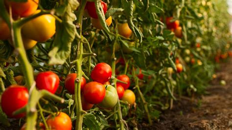 Cómo plantar tomates en la huerta   Hogarmania