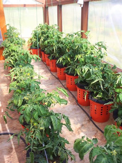 Cómo plantar tomates en macetas con riego automático | Tomates en ...