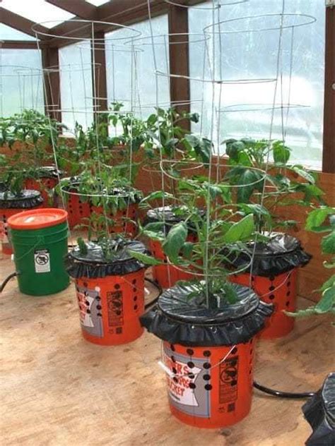 Cómo plantar tomates en macetas con riego automático | Tomates en ...