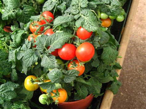 Como plantar tomates en una maceta