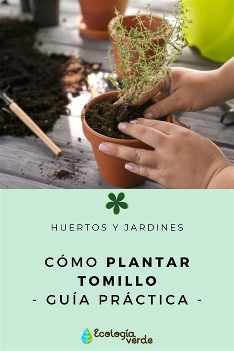 Cómo PLANTAR TOMILLO paso a paso   Guía Fácil | Cultivo de plantas ...