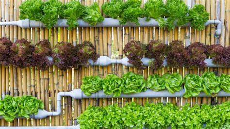 Cómo plantar tus alimentos en casa y sin usar tierra, lo próximo que ...