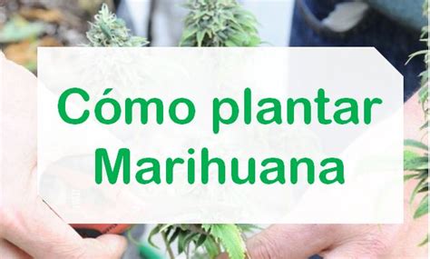 Cómo plantar una planta de Marihuana 【Paso a Paso Actualizado】