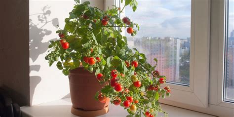 ¿Cómo Plantar Y Cultivar Tomates En Maceta?
