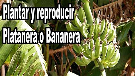 Como Plantar y Reproducir una Platanera o Bananera   YouTube