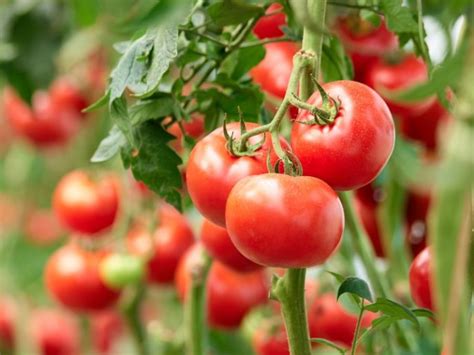 como podar y cuidar planta de tomate