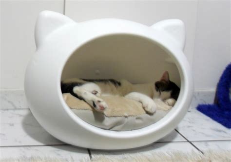 Como podria construir esta casa para gato. :: subdivx