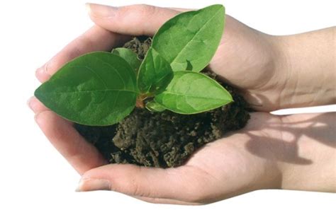 Cómo preparar fertilizantes orgánicos   Buena Salud